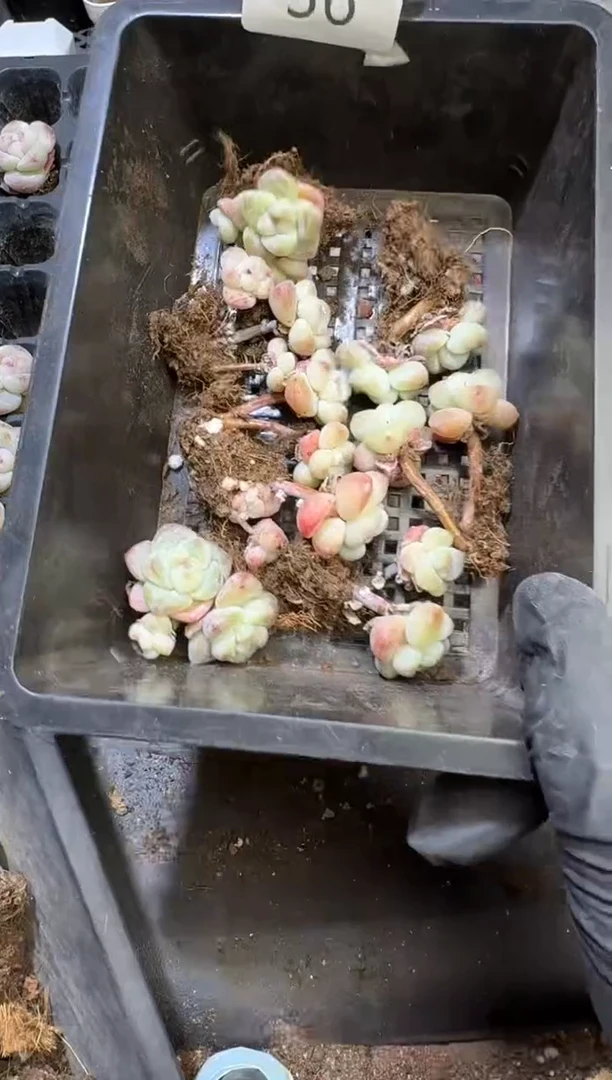 【闪购商品】36号到手一框江北多肉