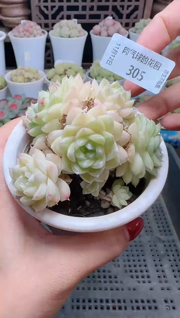 1112-305（群生不包整）