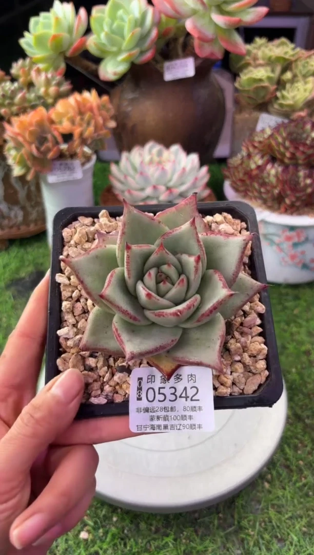 昆明印象多肉05342