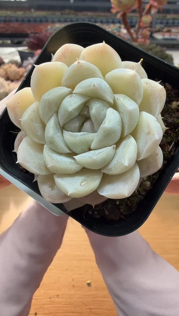 东云多肉园二店-04