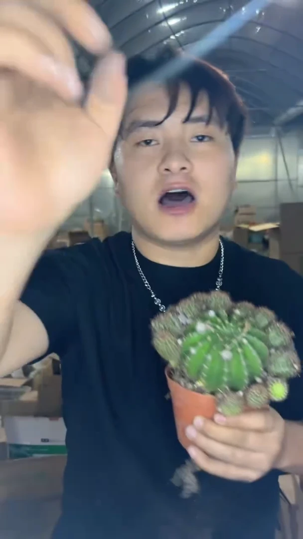 大号 山脉天际线【带根】掉崽不包