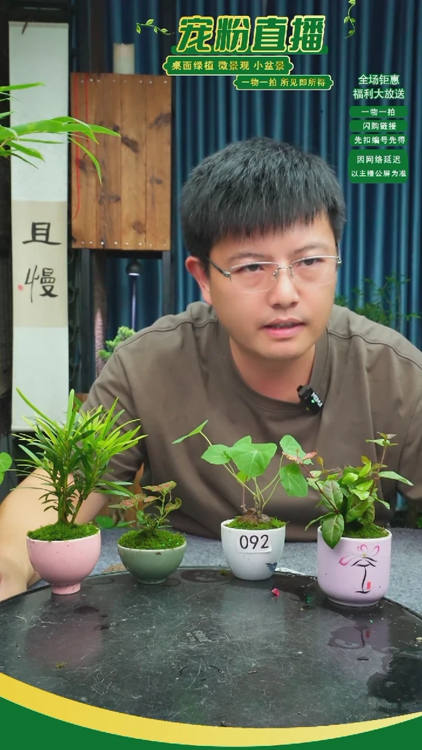 无花朵娜**样苔藓微景观092号