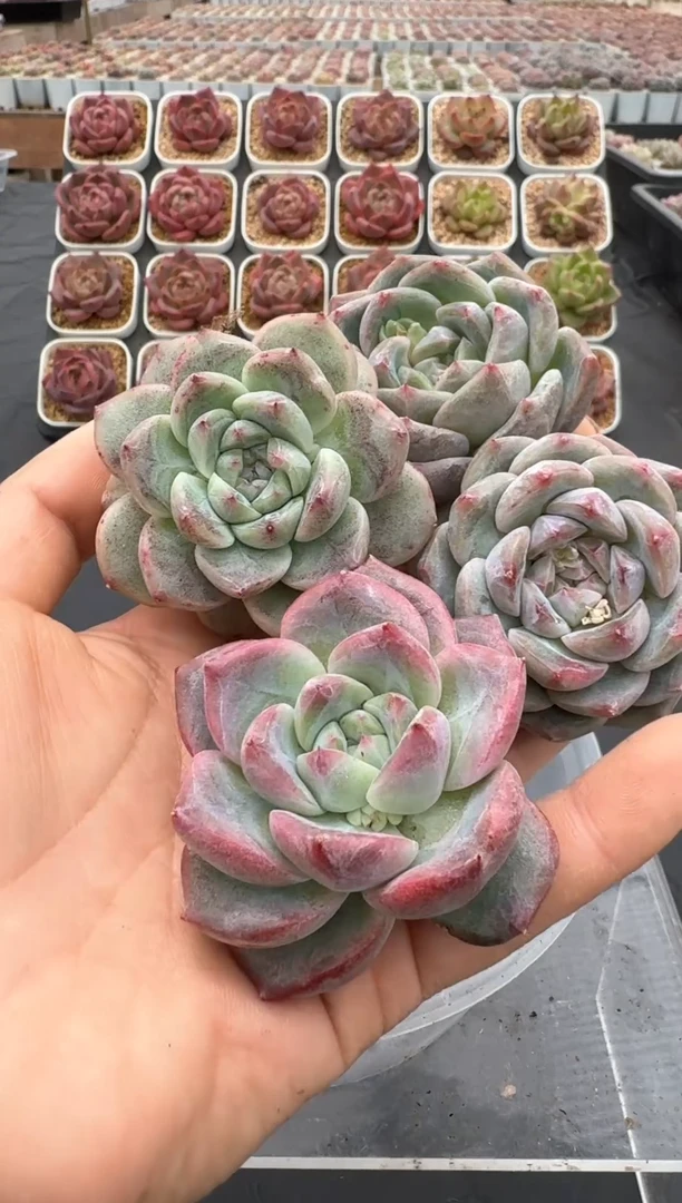 【闪购商品】670号一物一拍4-7cm包邮4颗