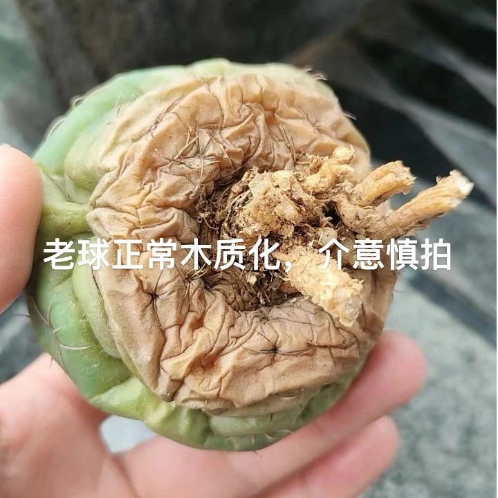 二妹园艺【 2颗 美花海王(老球底部正常木质化)实生根 】脱土发货