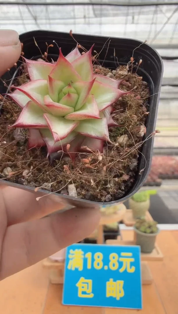 东云多肉园二店-326