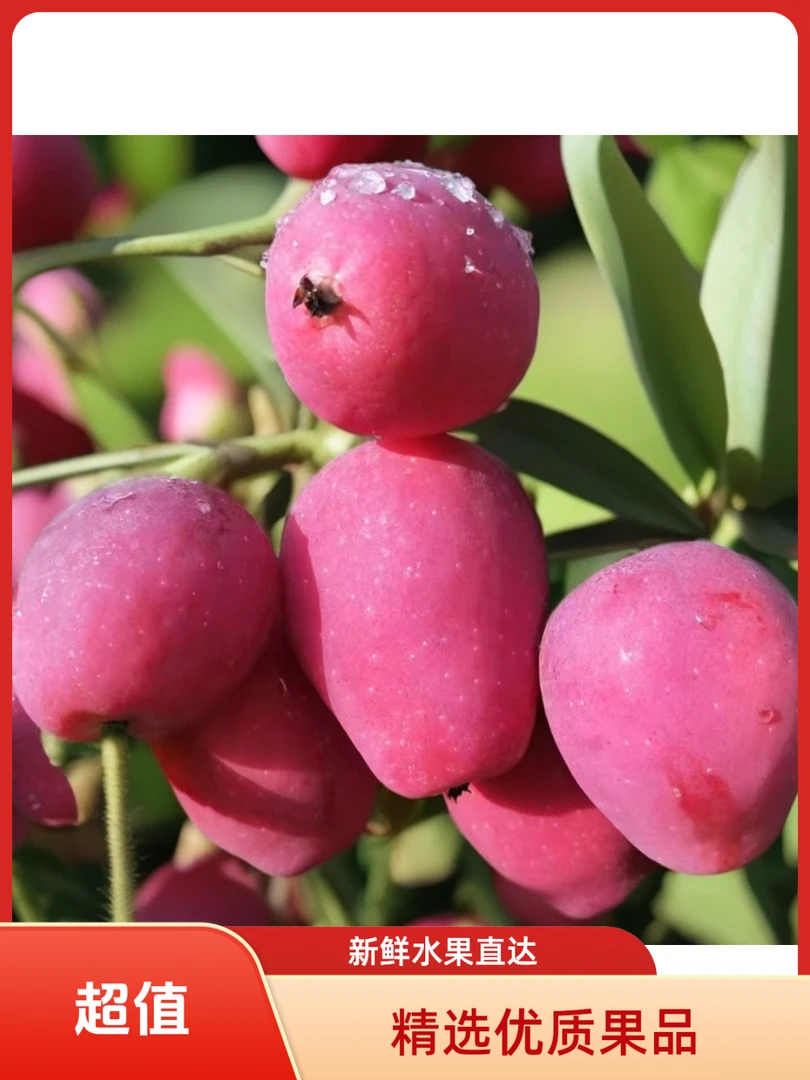 东北鸡心果现发清脆爽口酸甜口水果