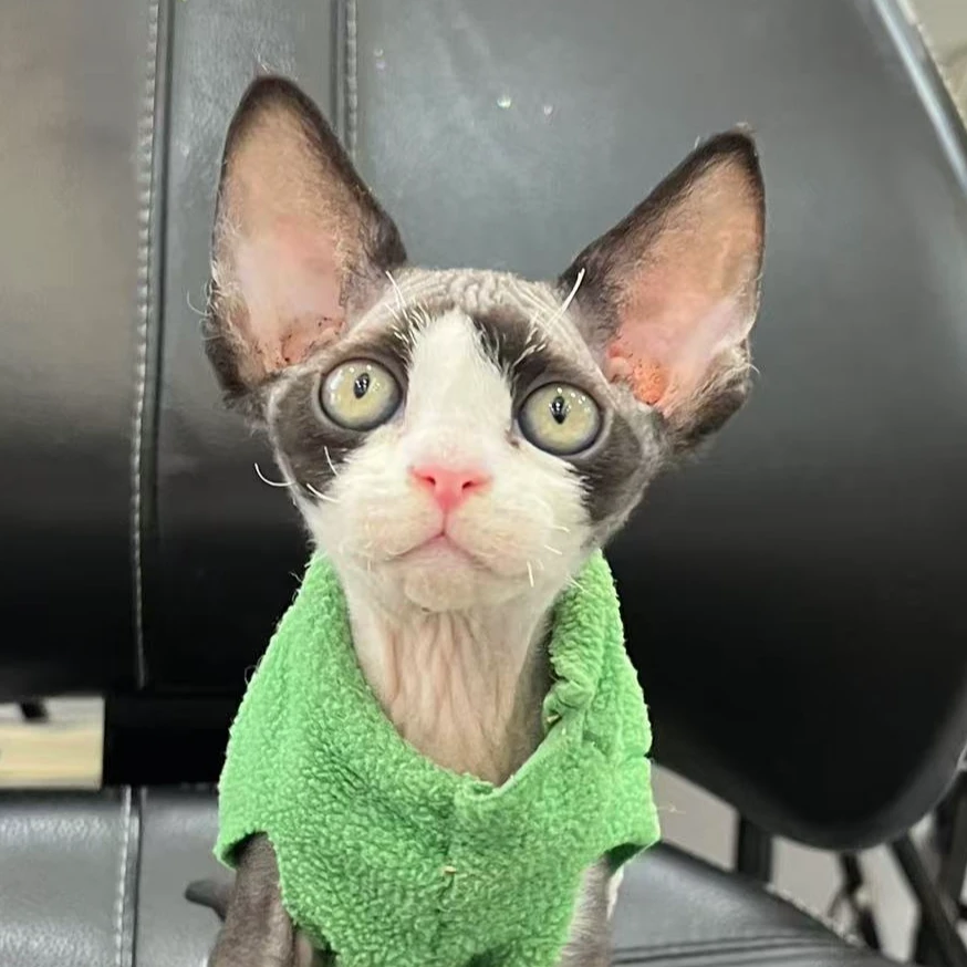 来了姊妹-黑白德文猫 弟弟 3