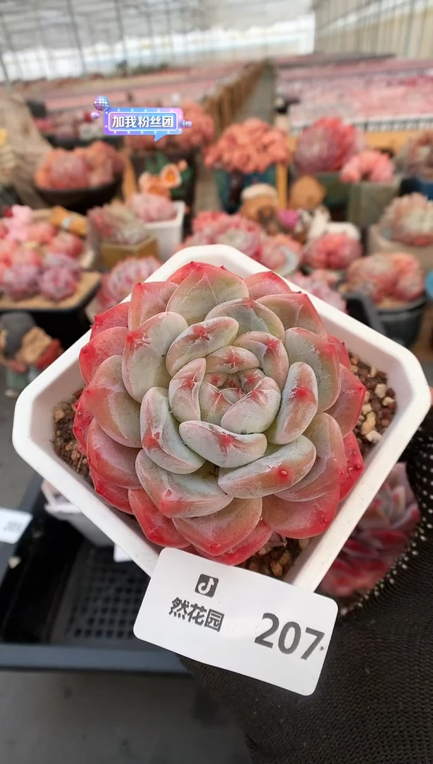 【闪购商品】207糖心一物一拍