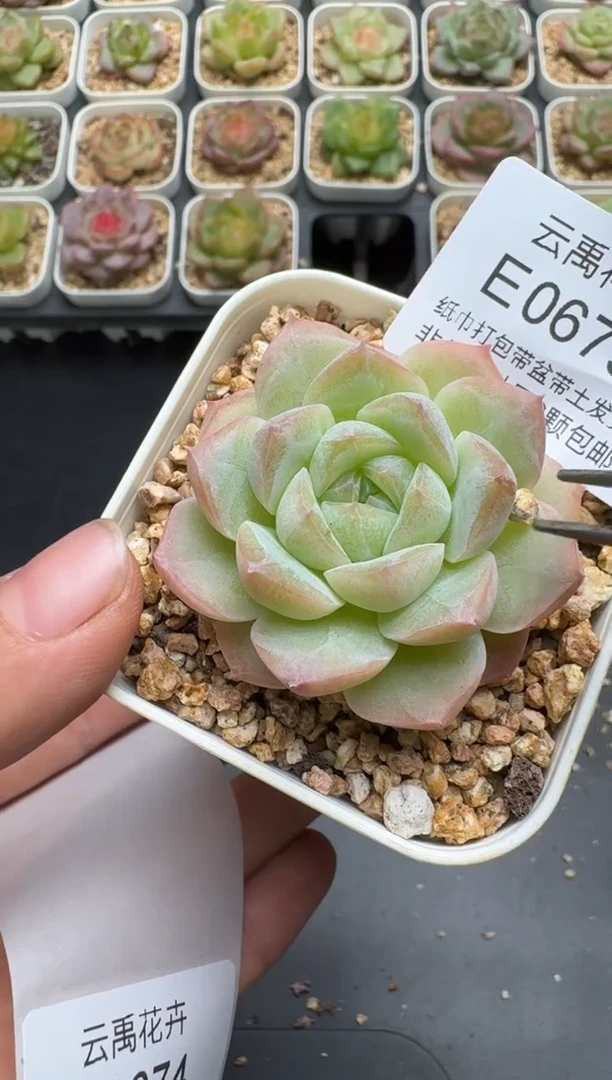673E云禹多肉植物 带盆土纸巾打包 3颗包邮