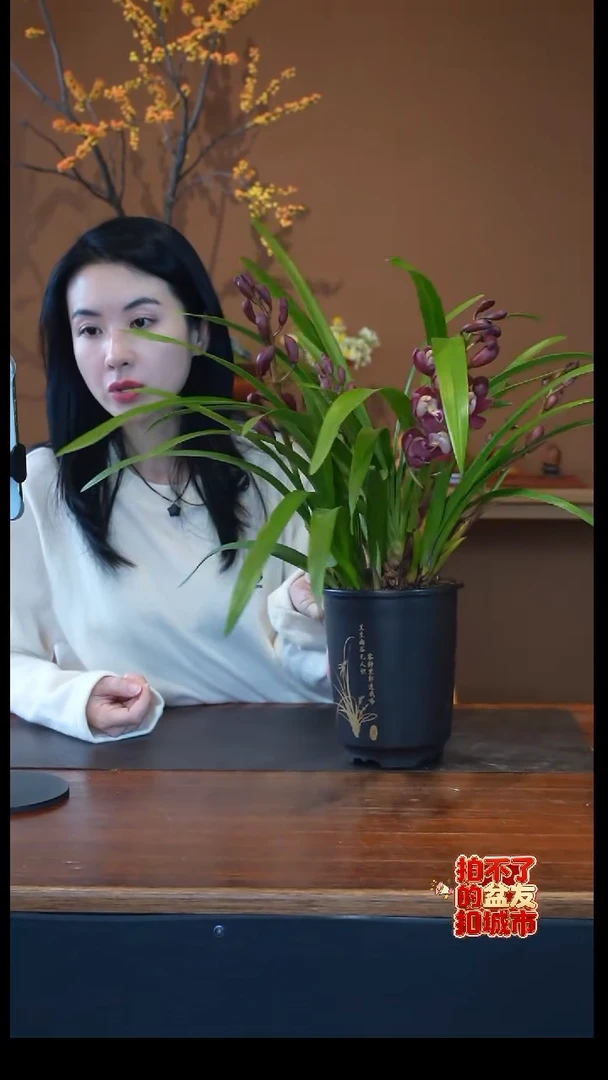 全部花朵红宝石盆景盆景