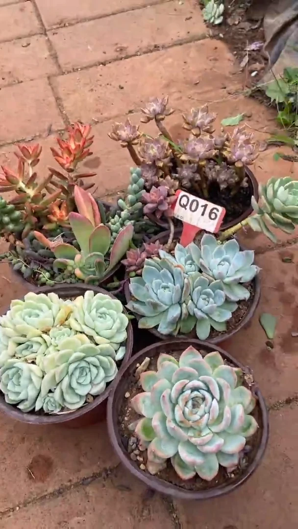 Q016多肉组合默认脱土发货