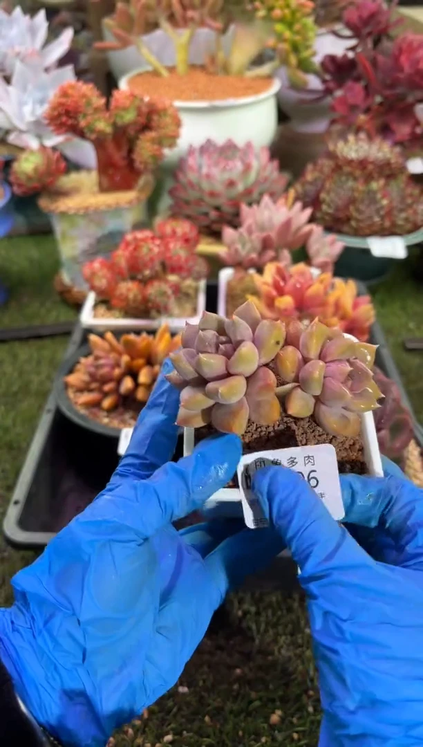 【闪购商品】12896