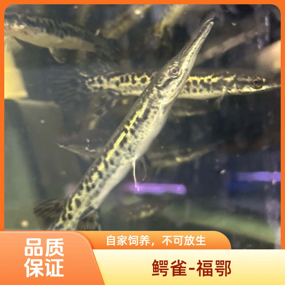 福鳄鳄雀鳝观赏鱼长吻黄化花火箭大型猛鱼好养耐活淡水活体鱼苗