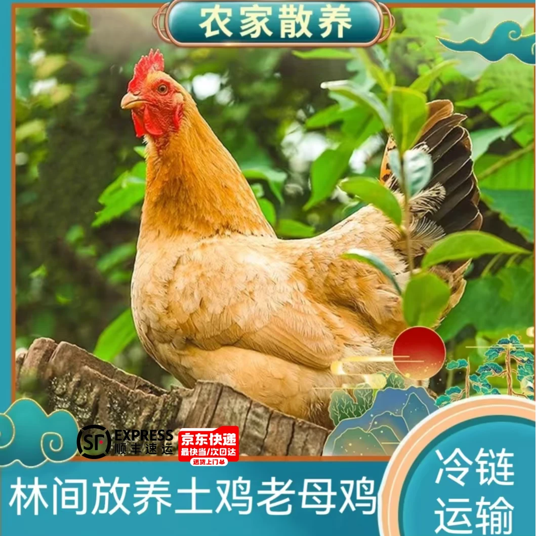【小邢A】买三送一 放养三年黄油老母鸡到手4只净重10-11斤 带内脏