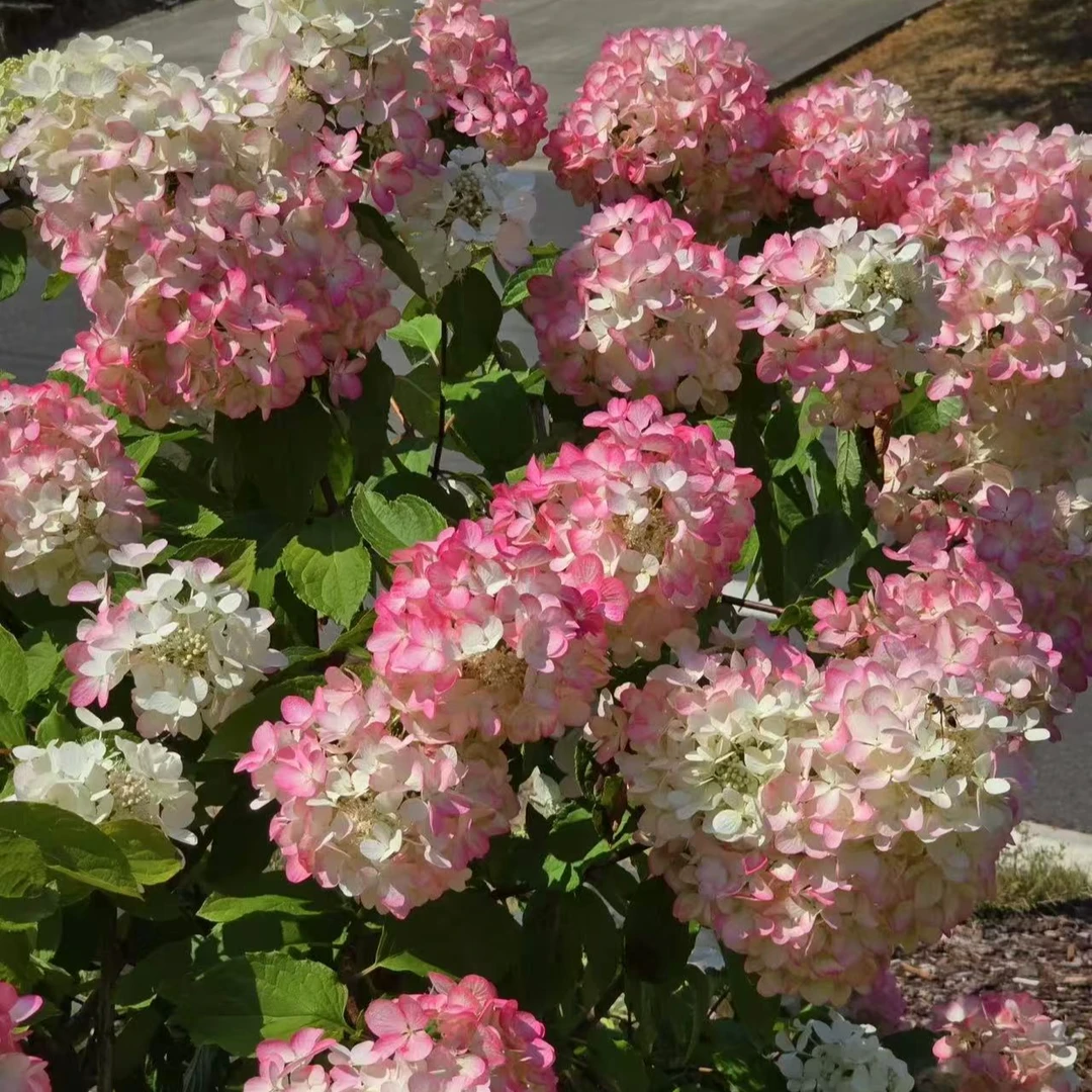 【草莓冰沙棒棒糖】2加仑 圆锥绣球多年露天苗好养原盆原土基地直发