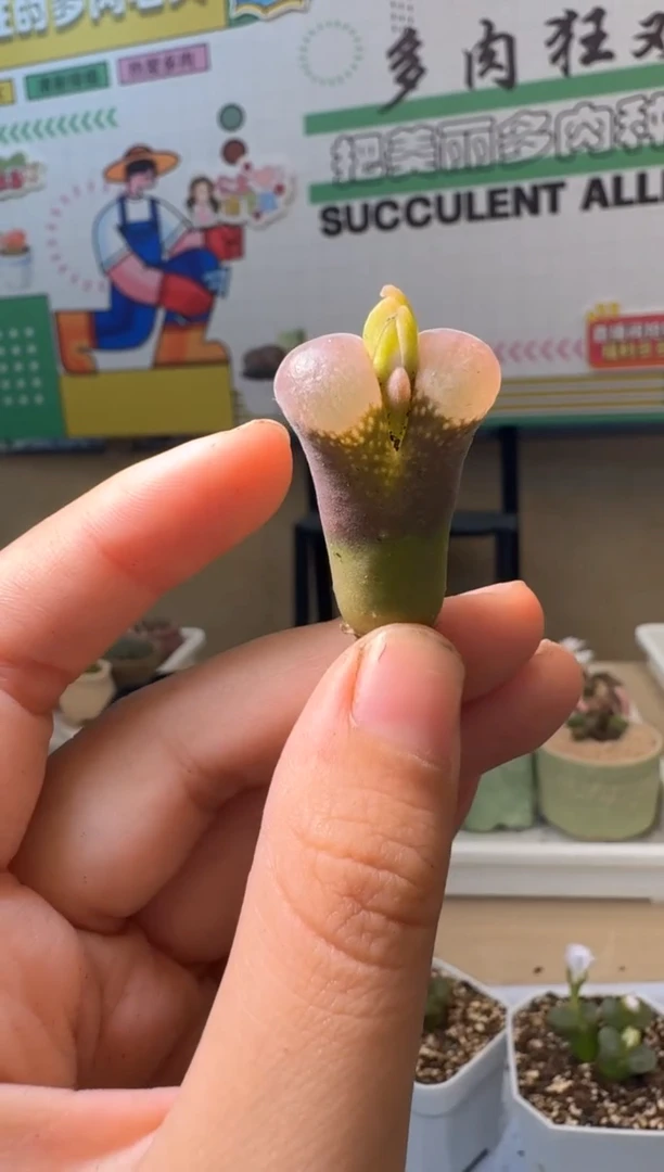 美丽的肉石头3.1-256