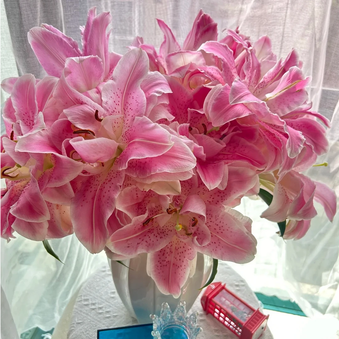 【粉色重瓣百合】云南鲜花基地发家用鲜花一单普快任2单花顺丰/空运