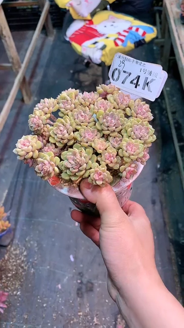 【闪购商品】074KKK