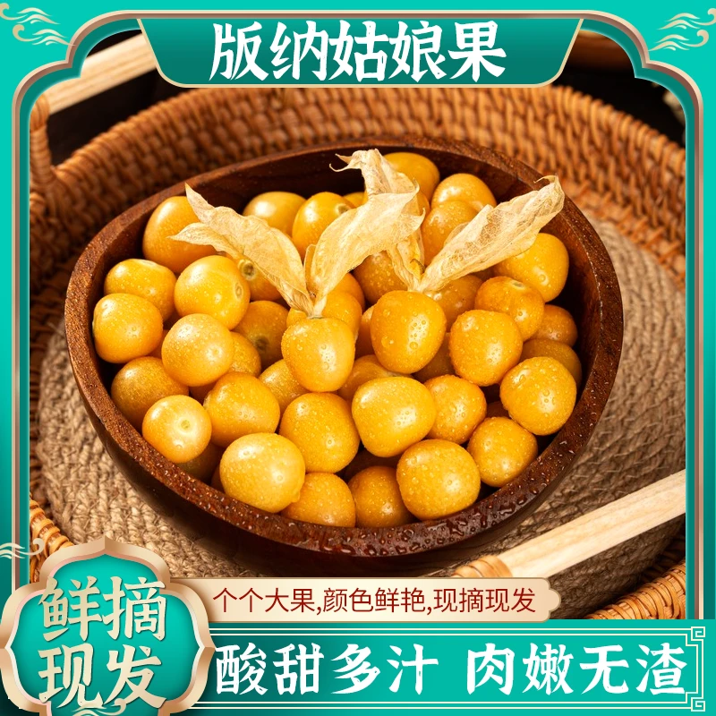 云南西双版纳新鲜姑娘果灯笼果香甜可口现采现摘应季水果