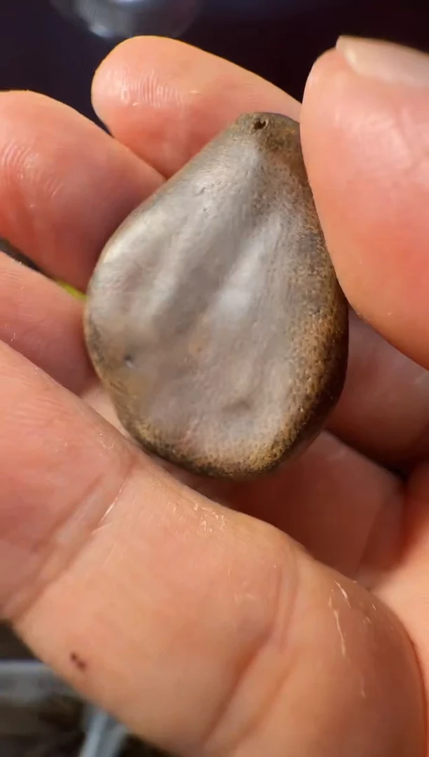 沉香沉香香囊e101越南多样性发一