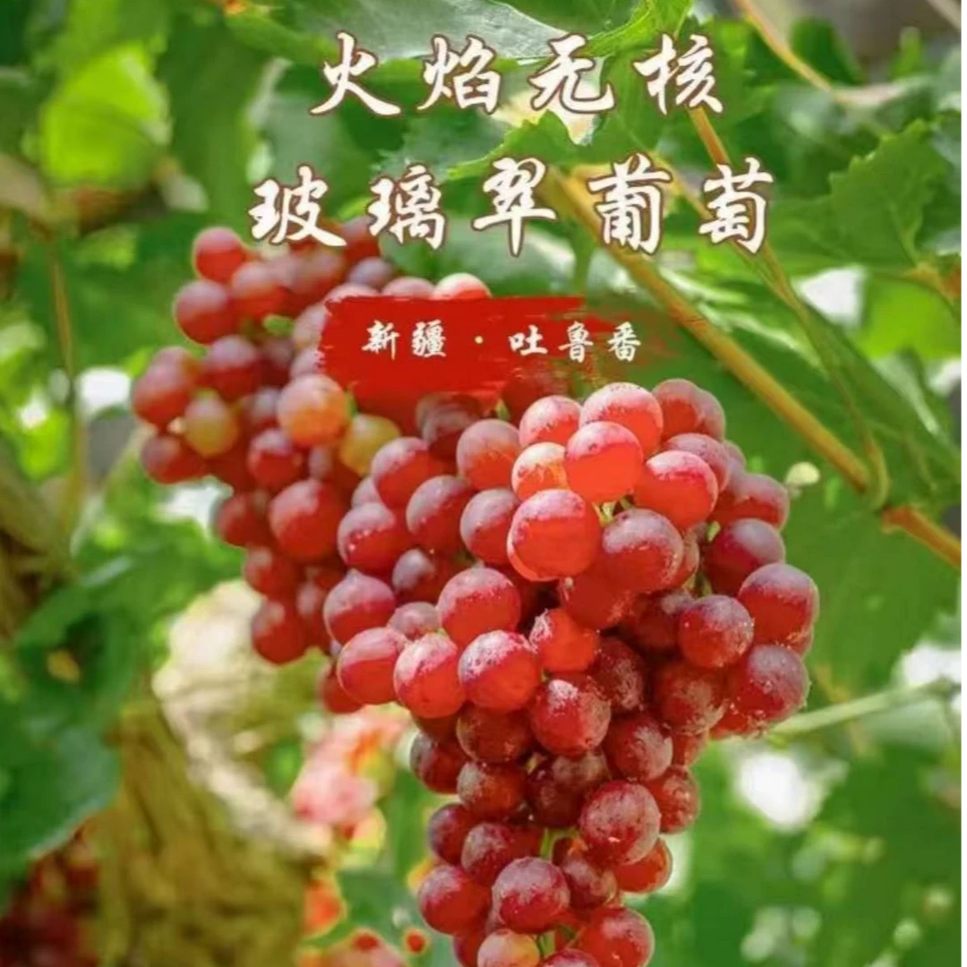 【顺丰包邮】当季新鲜新疆无籽玻璃翠葡萄直发鲜甜多汁包邮新疆维吾尔自治区