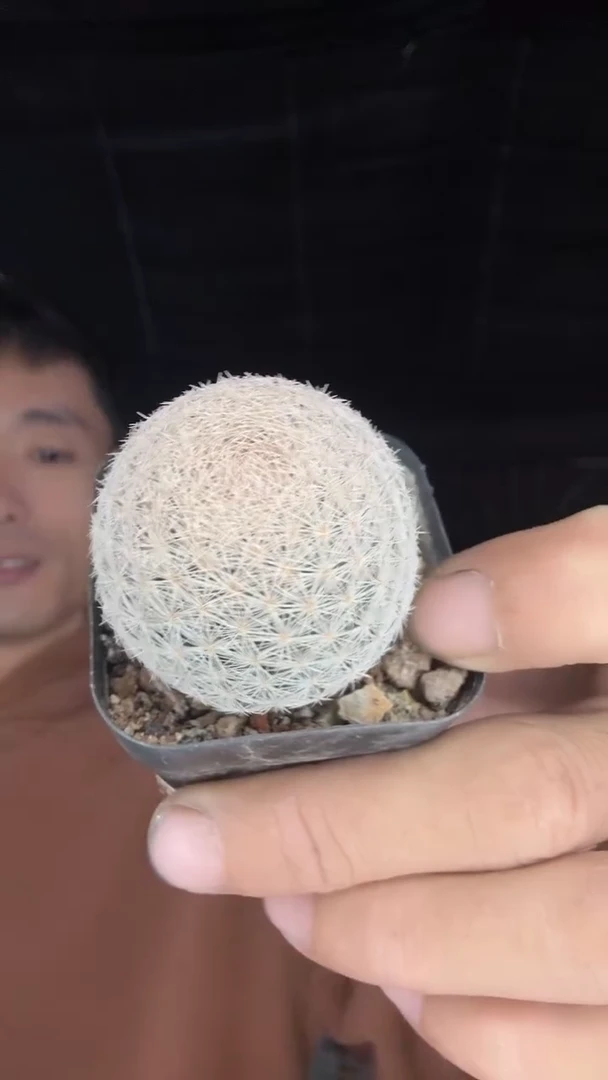 实生姬玉      29.99