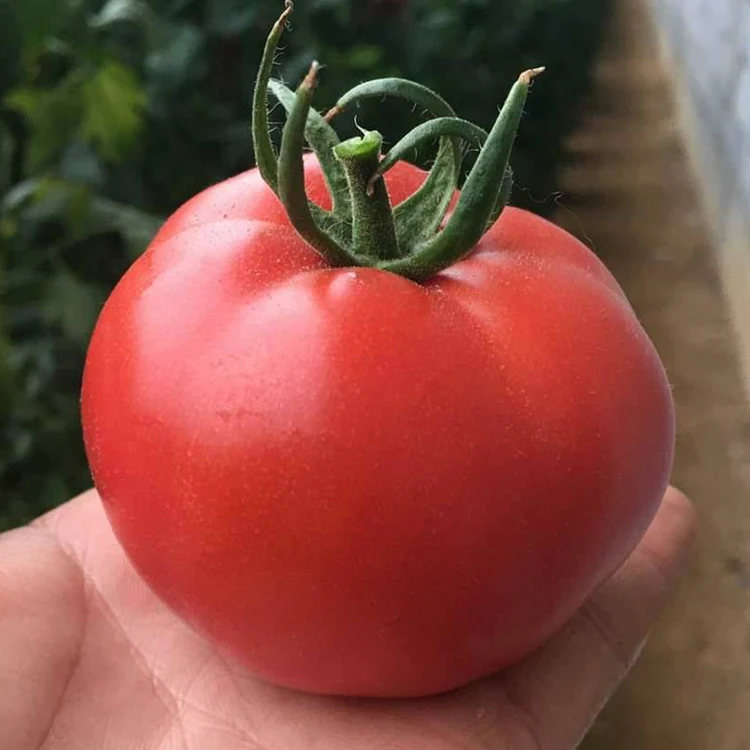 普罗旺斯西红柿3斤新鲜采摘现摘现发