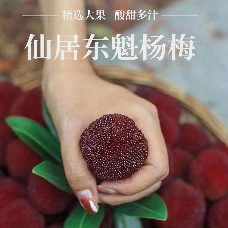特大果【送人送礼】东魁仙居东魁杨梅孕妇水果新鲜采摘现发冷链坏果当天采摘发货包邮到家坏果包赔25-35g浙江省