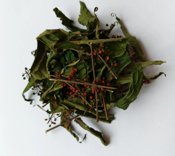 野生毛冬青果果山货华北大山深处伍个味250克半斤