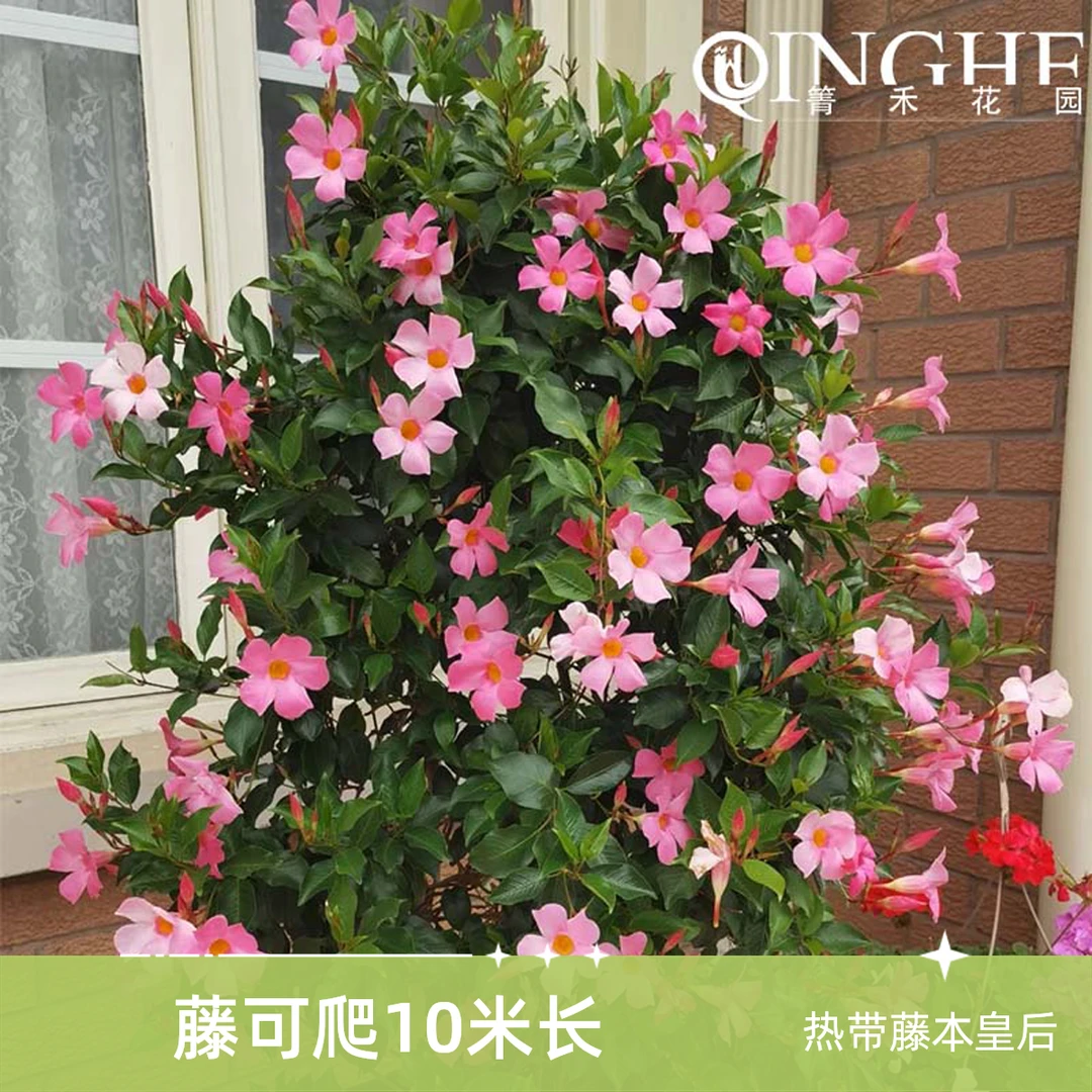 箐禾[飘香藤]老桩一颗苗藤本木本多年生爬藤花卉绿植盆栽基地直发