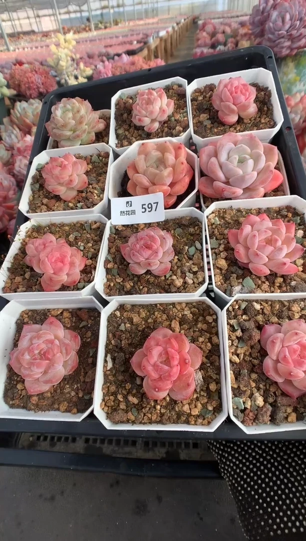 597糖心多肉植物一物一拍