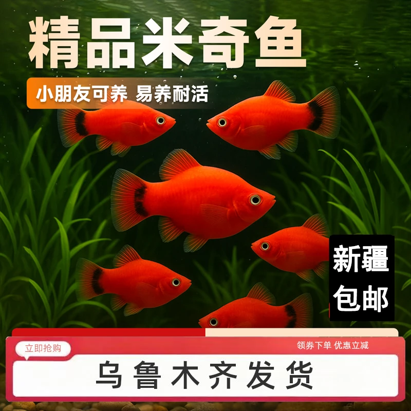 胎生鱼苗米奇鱼热带小鱼活观赏鱼小型淡水新手好养玛丽鱼新疆包邮
