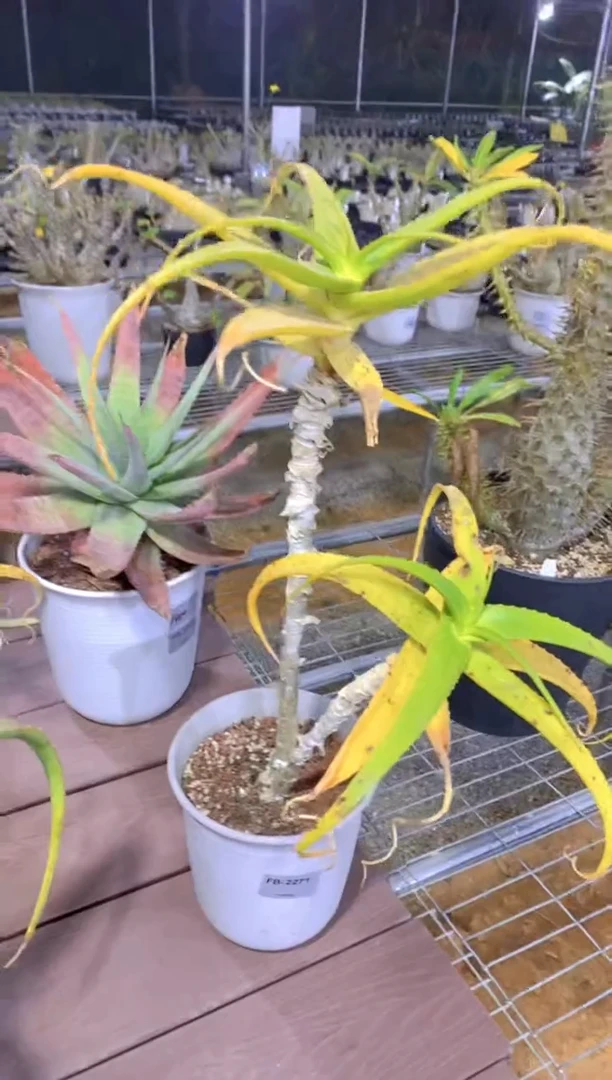 【闪购商品】原生芦荟脱土FB-2271