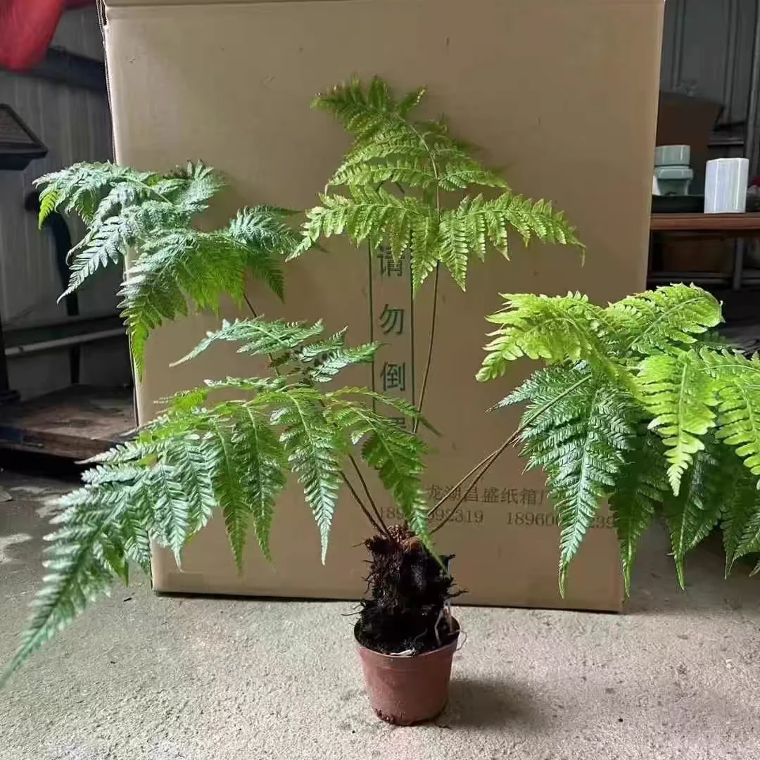 蕨类植物网红蕨红鳞蕨室内绿植盆栽室内种植四季常青不落叶喜保湿