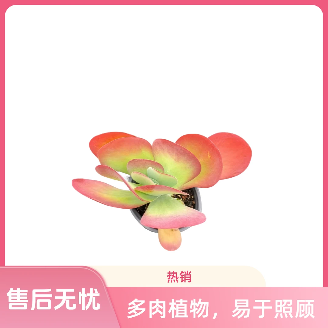 孔雀唐印 《多肉植物》满9.9包邮 云南直发新手好养护