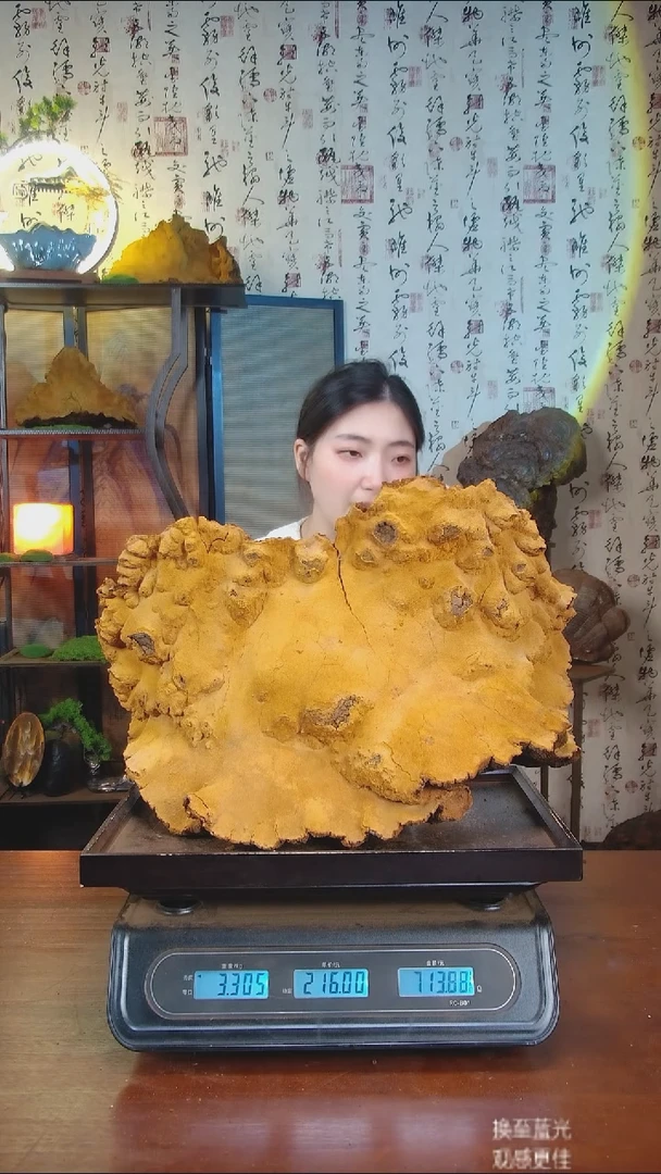 松针层孔菌中国大陆【藏区 野生】松树桑黄（6.61斤）70-80年份