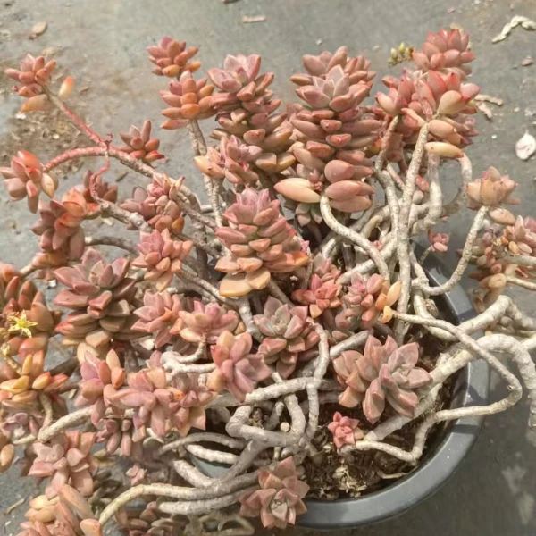 姬胧月  好看好养 多肉植物 云南昆明发货