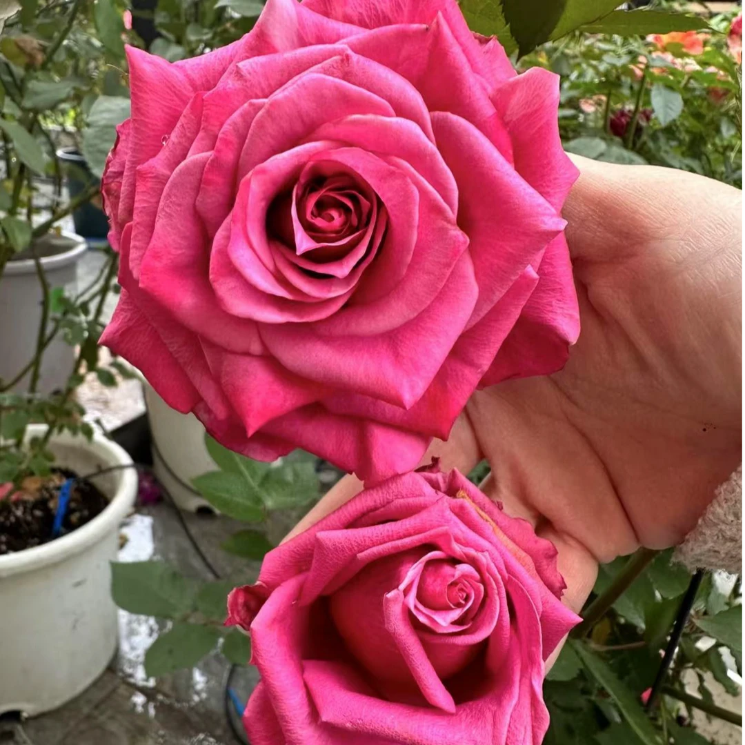 【幕府将军】紫色切花玫瑰高杯玫瑰花花园绿植盆栽大花