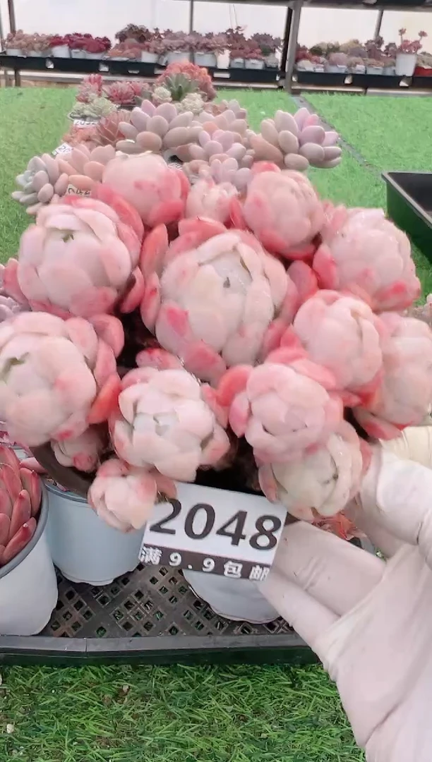 【闪购商品】信福多肉一物一拍