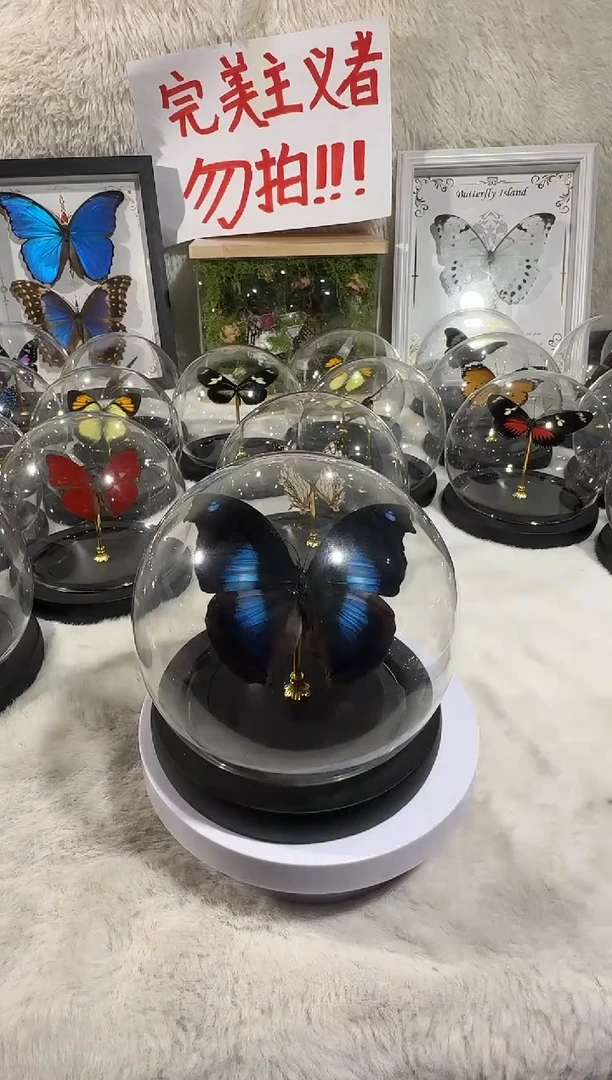 木爱情鸟蛱蝶水晶球