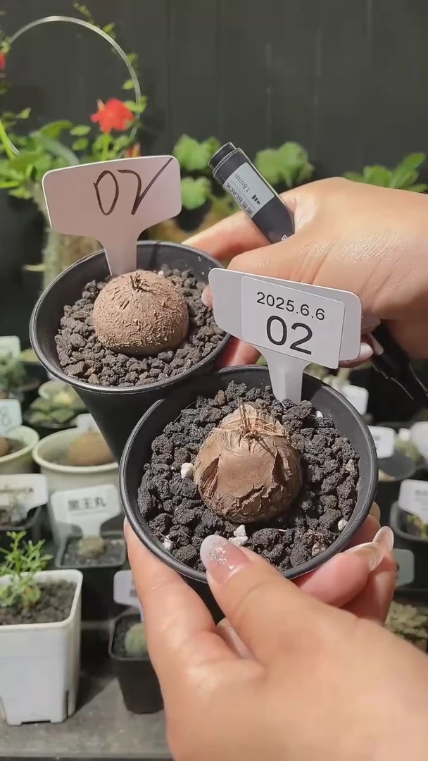 2号606福利南非龟甲龙1组