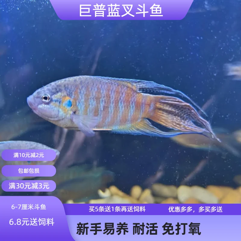 中国斗鱼巨普蓝叉斗鱼活体混养冷水观赏鱼淡水耐活斗鱼活鱼叉尾鱼