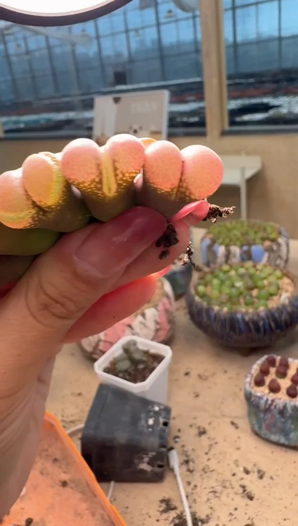 ?****儿9-112多肉植物肉锥