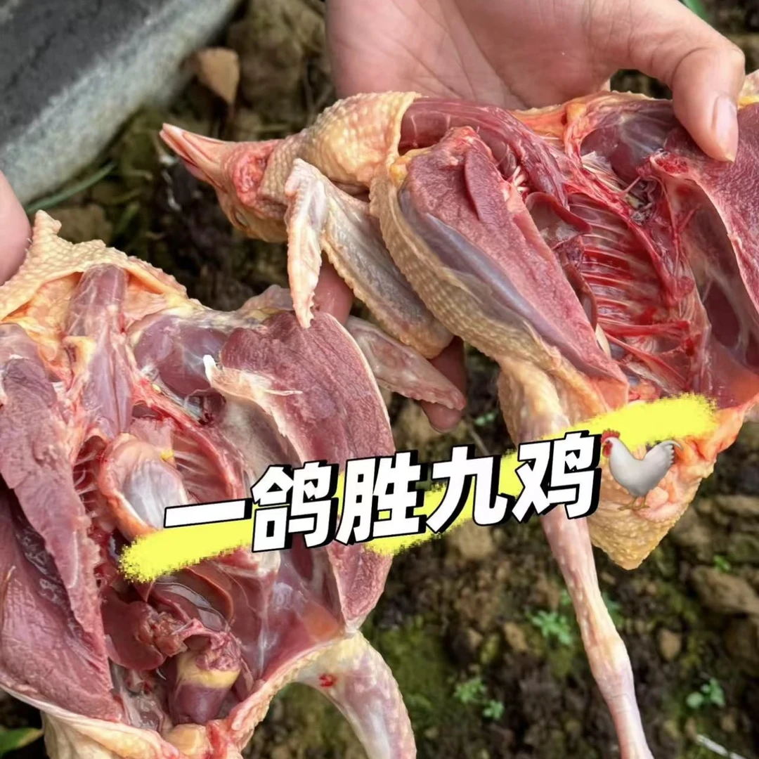 C三年以上的老鸽子买三送一每只净重6到7量杂粮散养绝不育肥催熟