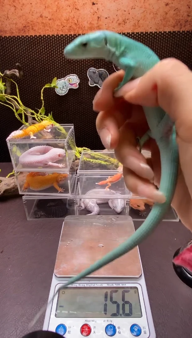翡翠龙纹蜥 鳞与尾 Scale Tail 爬宠龙纹翡翠苗子