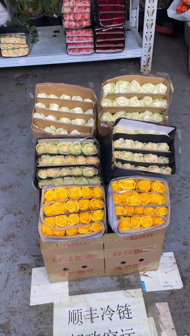 金枝20枝+白雪山20枝+香槟20枝