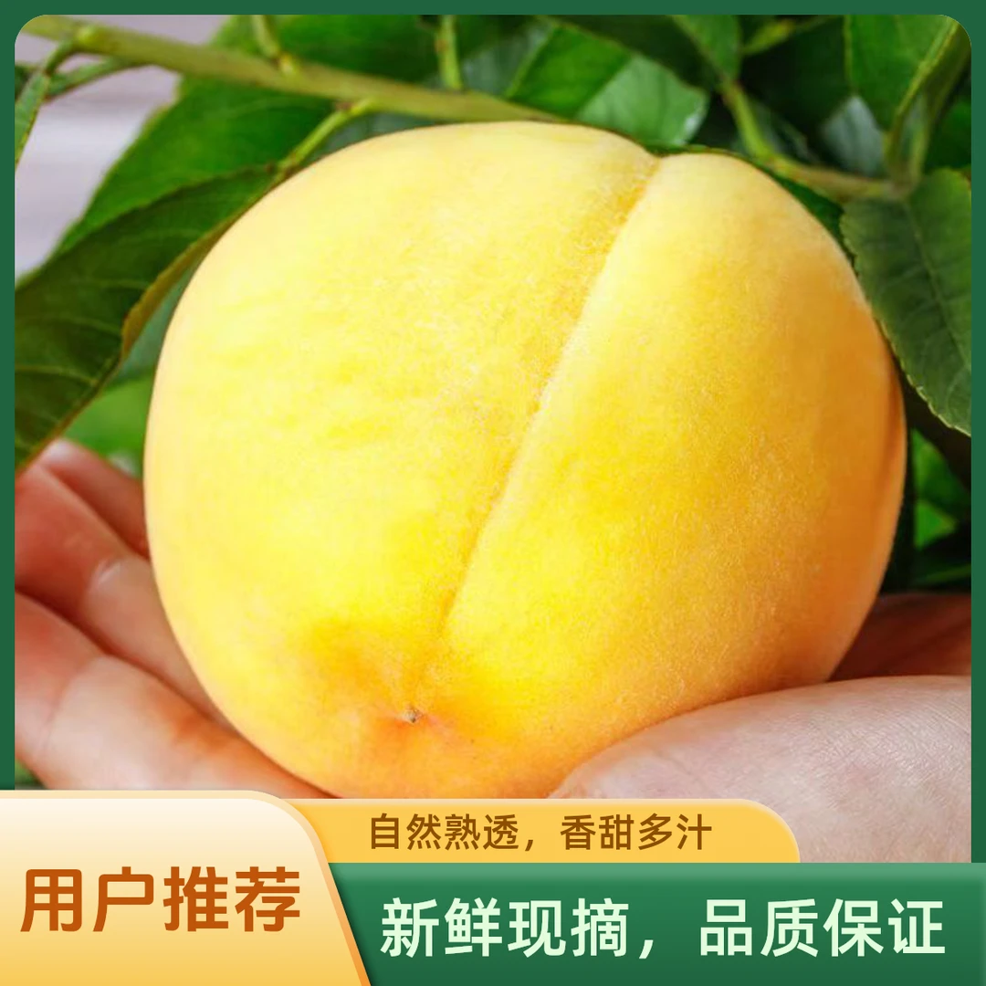 甄鲜秘语正宗湖北襄阳黄桃精选蜜脆甜当季应季水果水蜜桃爆汁黄桃