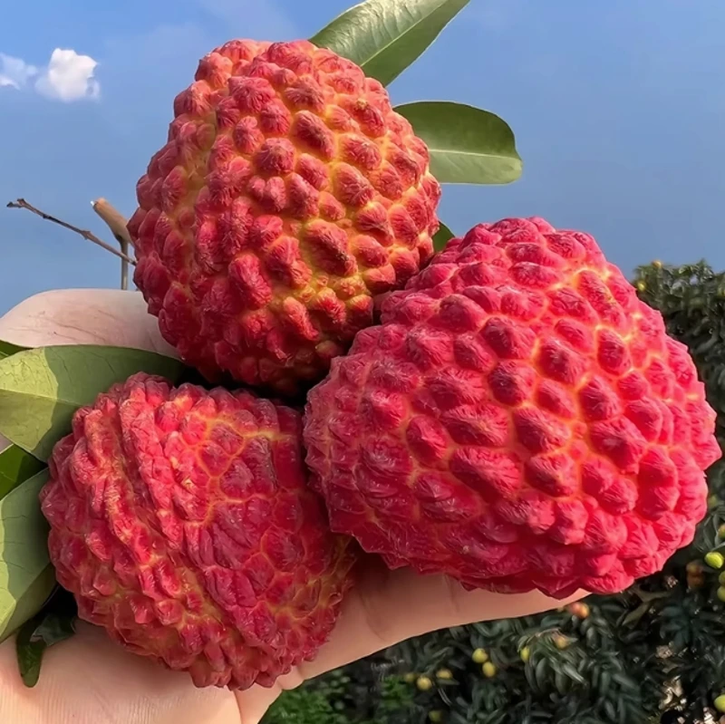 荔枝王约500g±50g/份