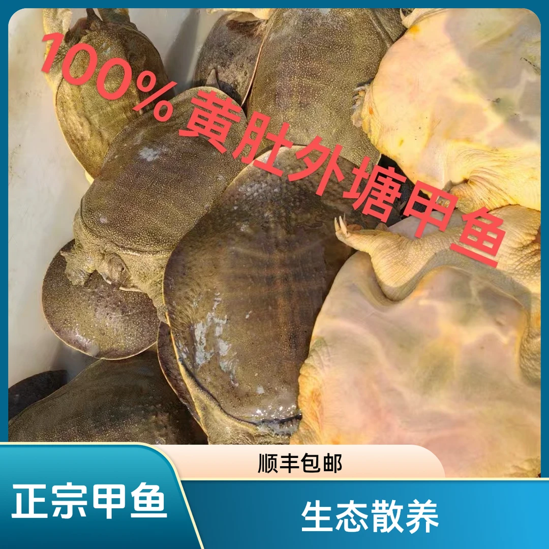 【颍赏居】2只超5斤以上  100%正宗户外黄肚皮生态甲鱼散养顺丰包邮