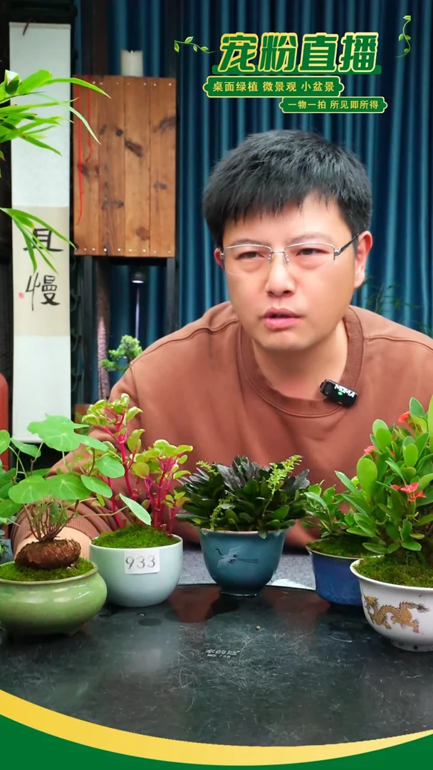 无花朵一****步苔藓微景观933号